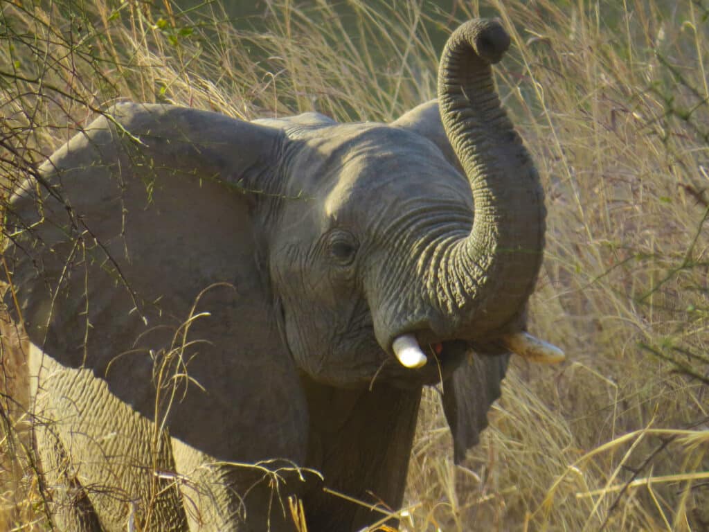 Baby elephant, Zakouma, Chad