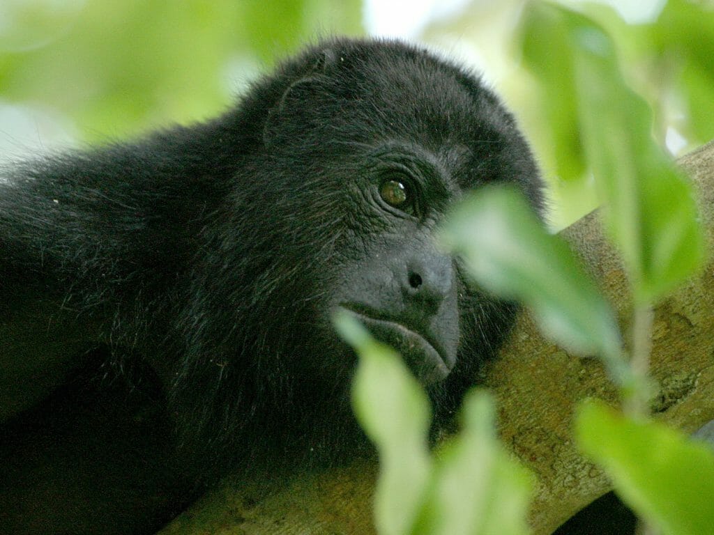 Howler Monkey, Lamanai Outpost Lodge, Belize