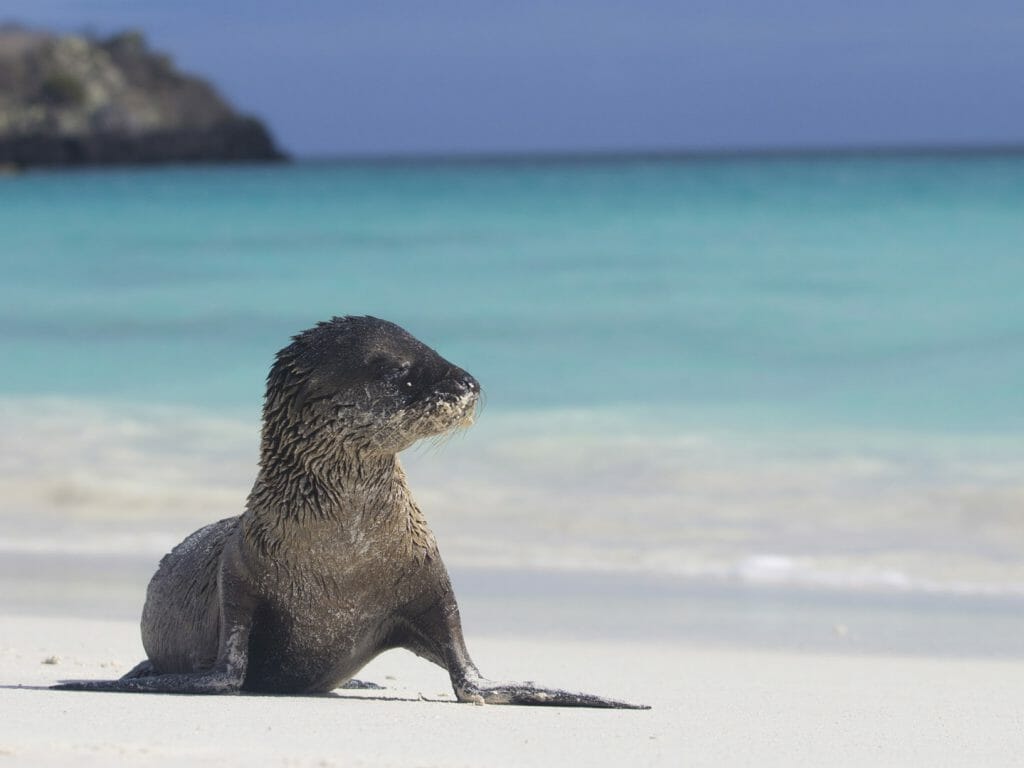 Sea lion pup, Galapagos Islands, Ecuador