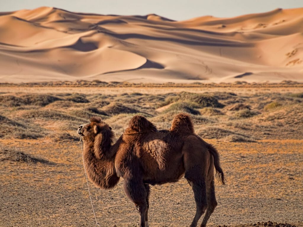 Desert view, Bactrian camel in foreground with rolling dunes behind, Mongolia