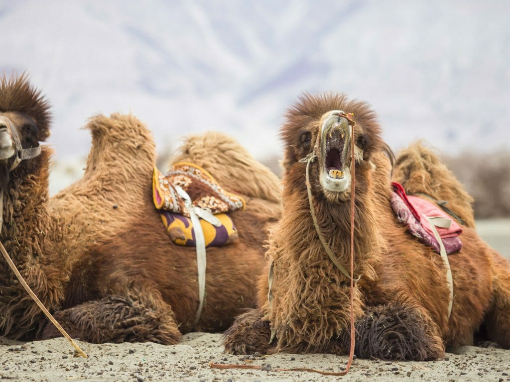 Bactrian Camels, Nubra Valley, Ladakh