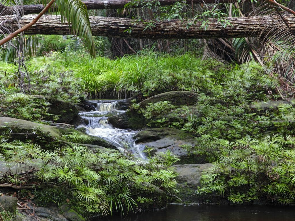 Bako National Park, Sarawak, Malaysian Borneo