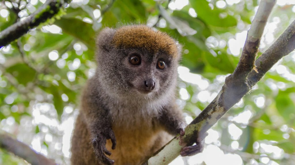 Bamboo lemur, Andasibe Mantadia, Madagascar