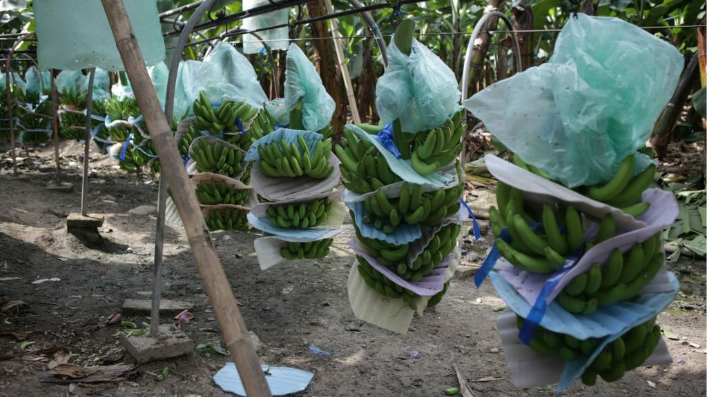Banana Plantation, Ecuador
