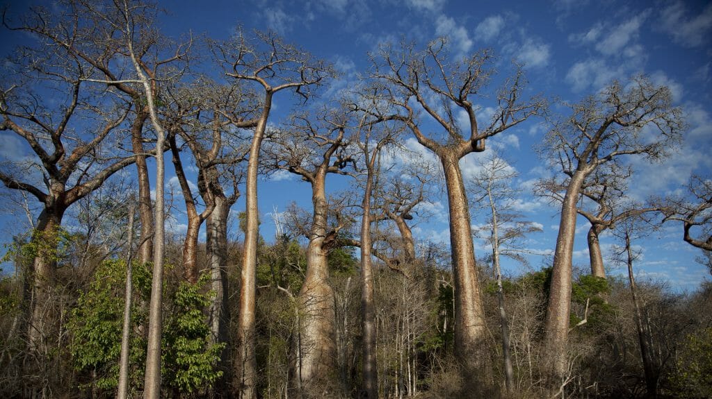 Baobab trees, Anjajavy, Madagascar