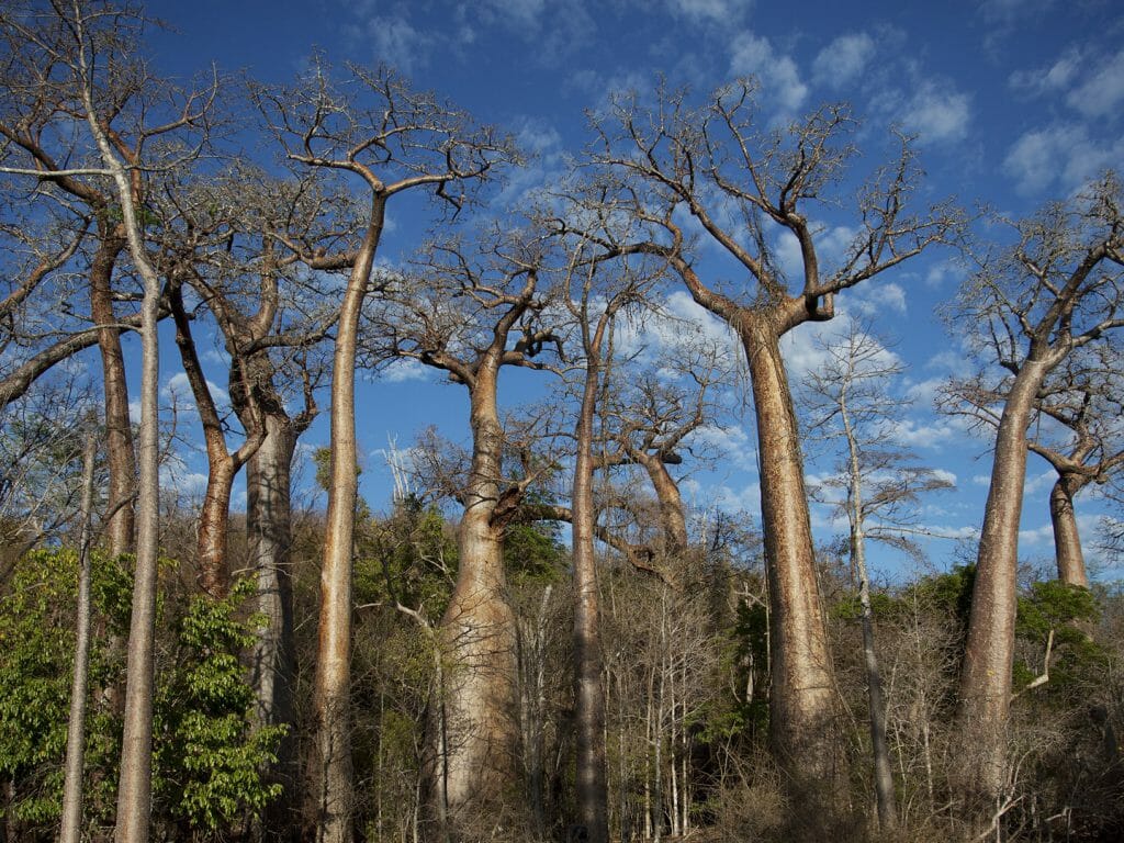 Baobab trees, Anjajavy, Madagascar