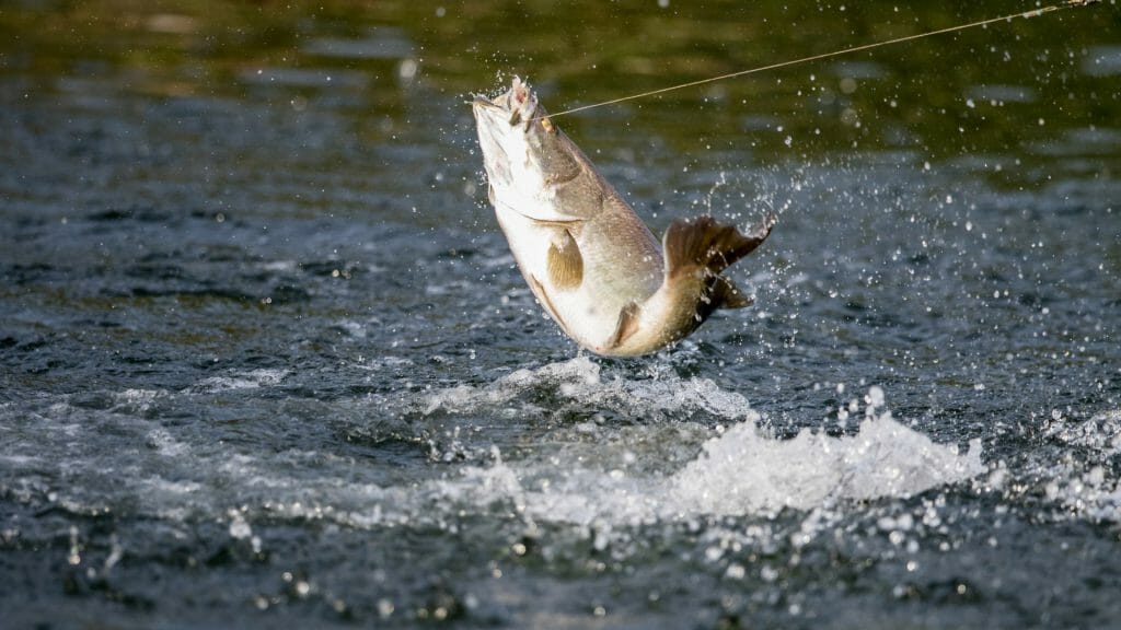 Barramundi jumps into the air when it is hooked by a fisherman fishing