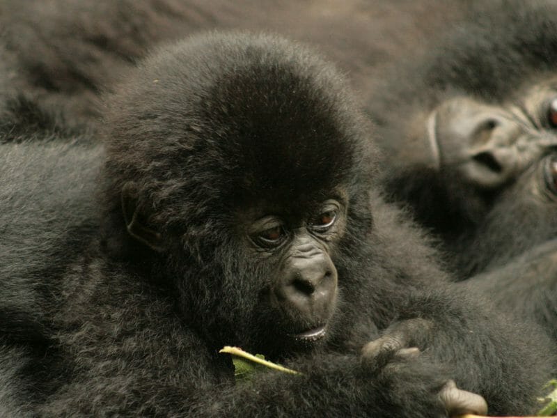 Bbay gorilla playing, Virunga National Park, Democratic Republic of Congo