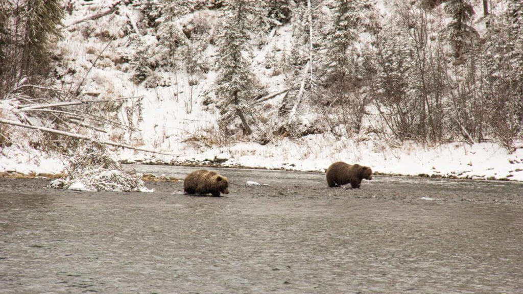 Bears, Bear Cave Mountain Adventures Camp, Yukon, Canada
