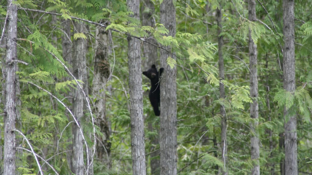 Black Bear at Wild Bear Lodge