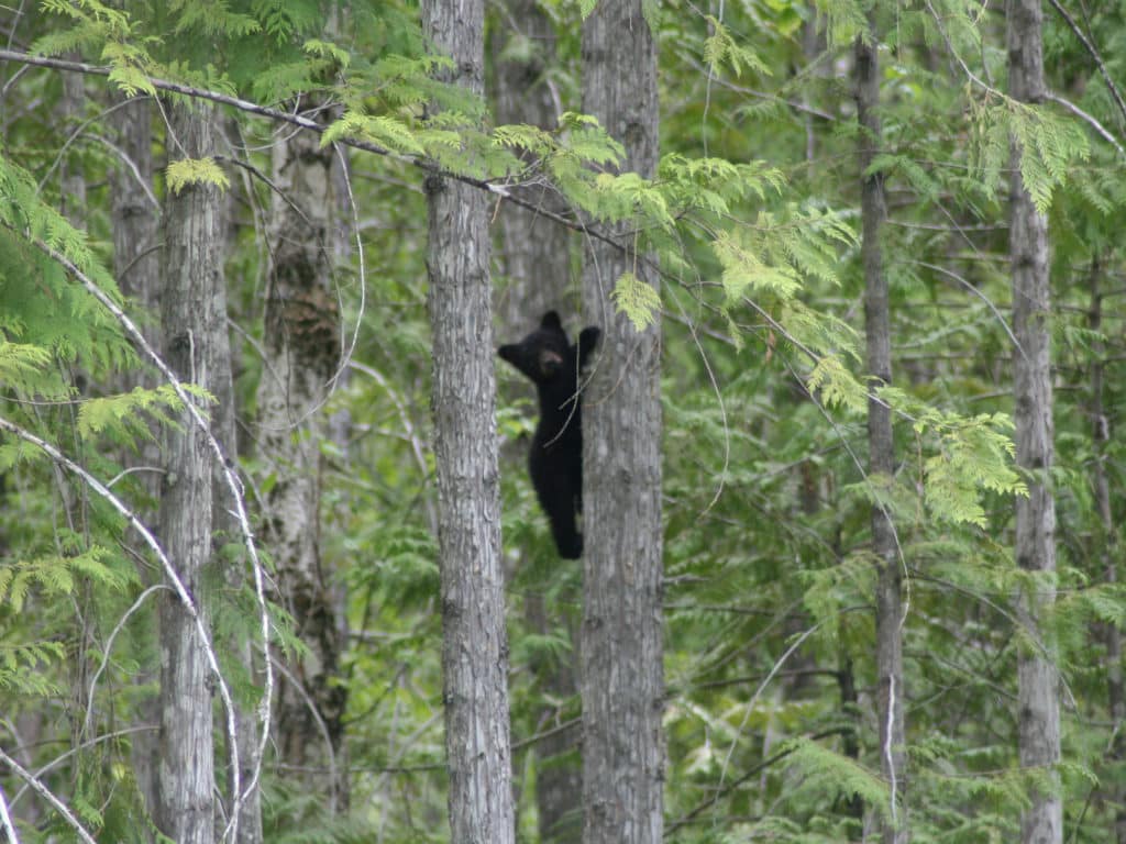 Bear in Tree, Wild Bear Lodge, Canada