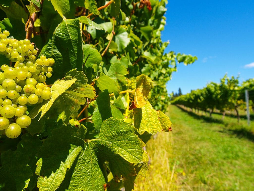 Beautiful New Zealand vineyard