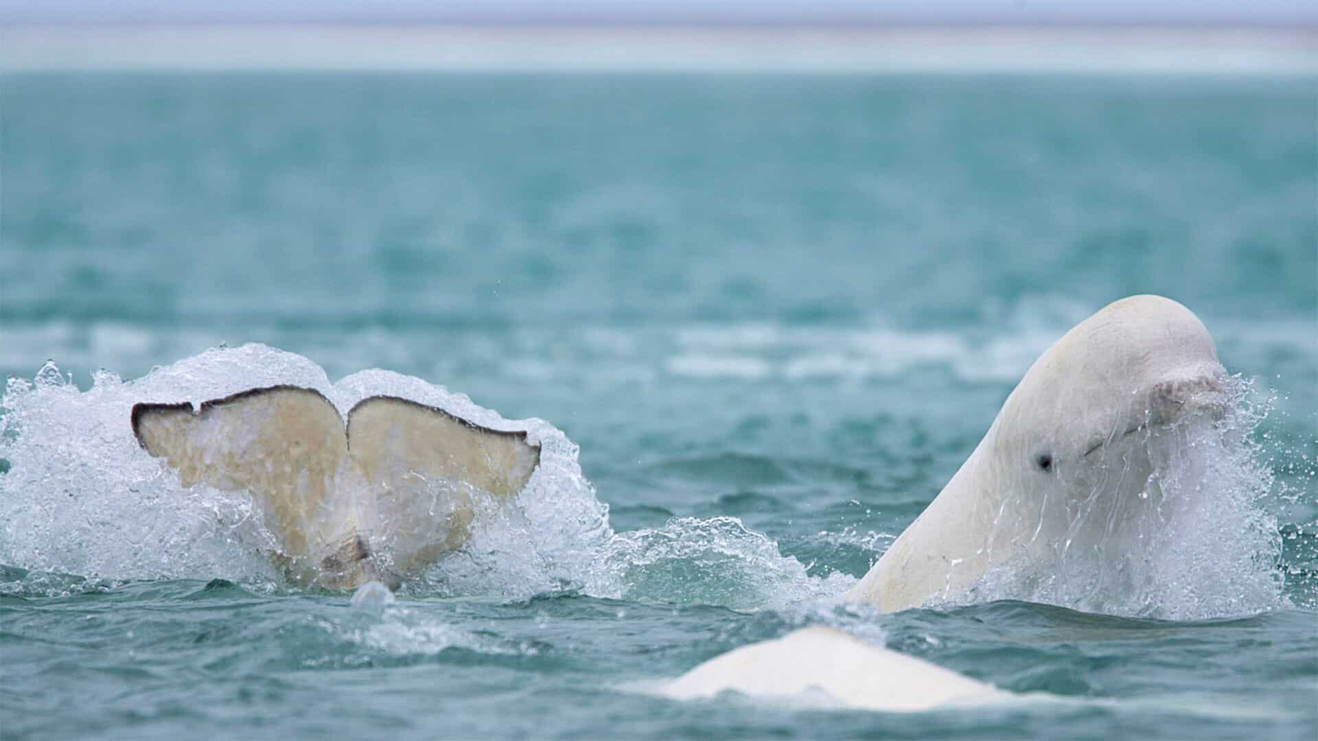 Belugas of the Canadian Arctic - Suggested Itinerary - Steppes, image size:1920x1080