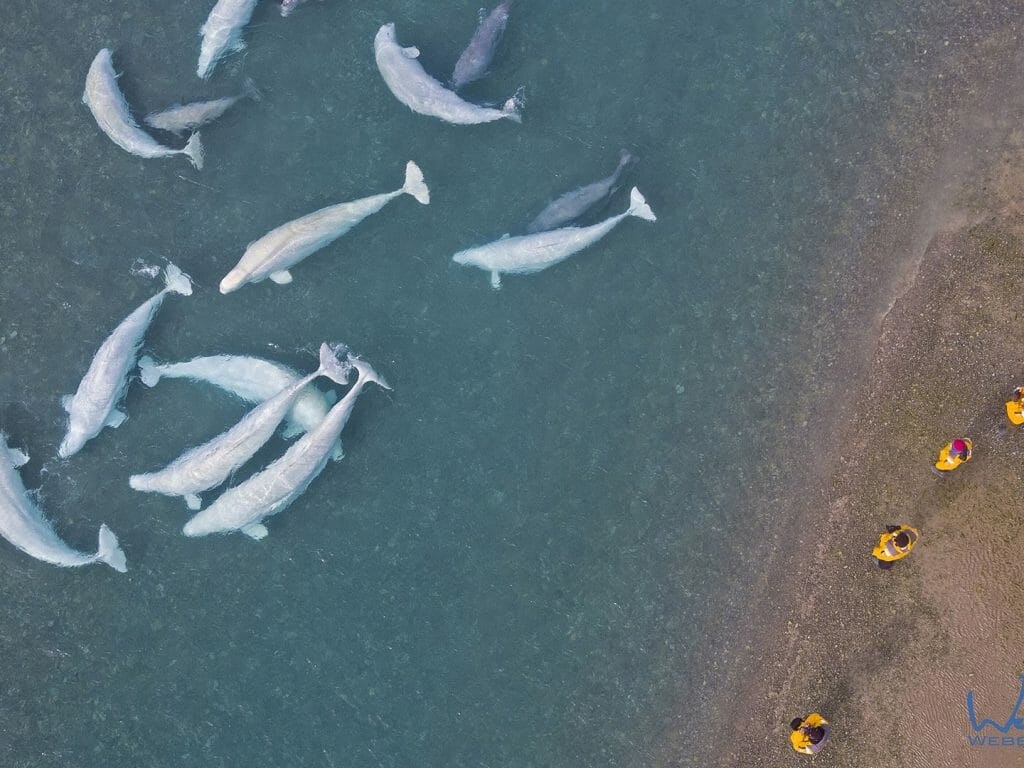 Beluga Whales, Canadian Arctic