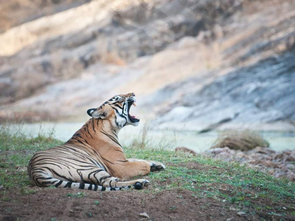 Bengal tiger, a national park Ranthambhore, India