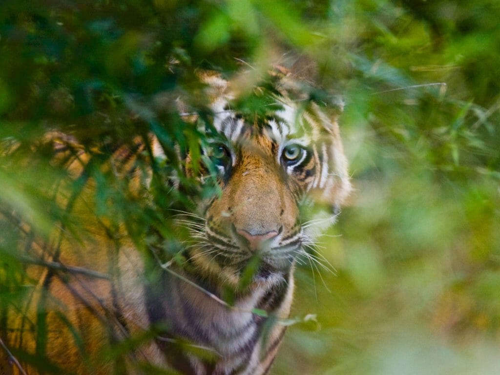Bengal Tiger, Bandhavgarh National Park, India
