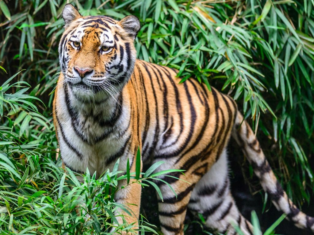 Bengal Tiger, Ranthambore National Park, India
