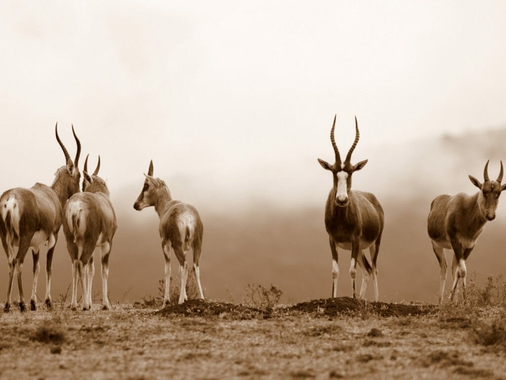 Biesbuck Antelope, South Africa