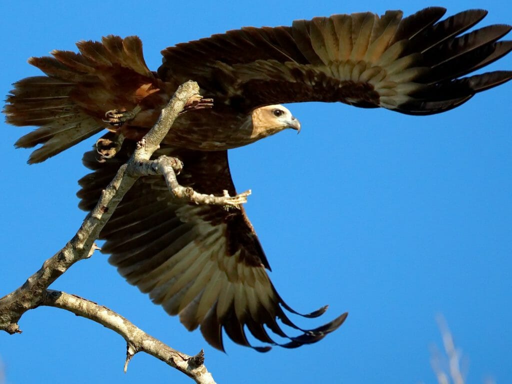 Bird, Yala National Park, Sri Lanka