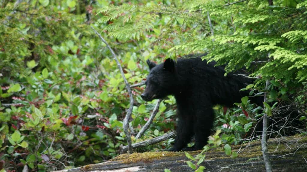 Black Bear, Canada