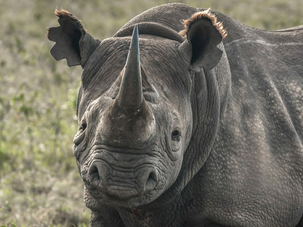 Black Rhino, North Luangwa, Zambia