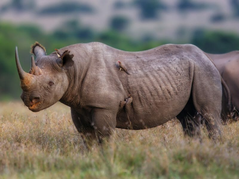 Black rhino, Laikipia, Kenya
