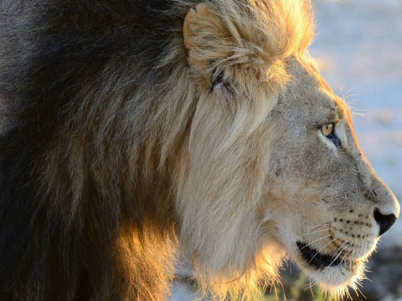 Blacked Maned Lion, Kalahari, Botswana
