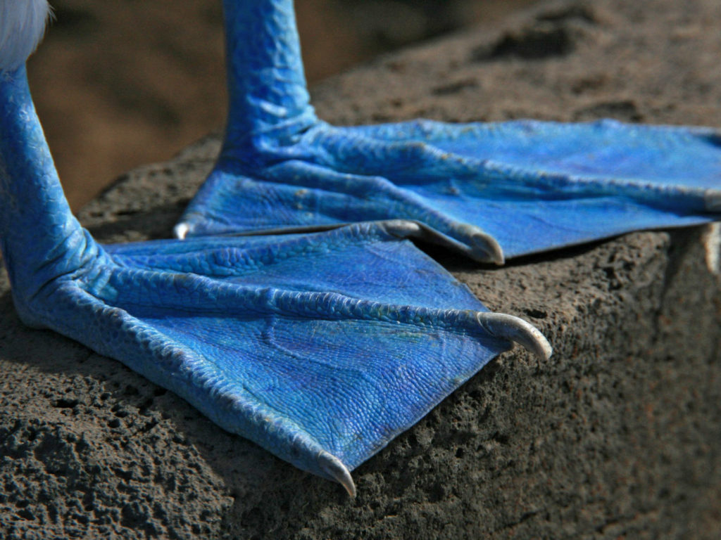 Blue Footed Booby, Galapagos, Ecuador