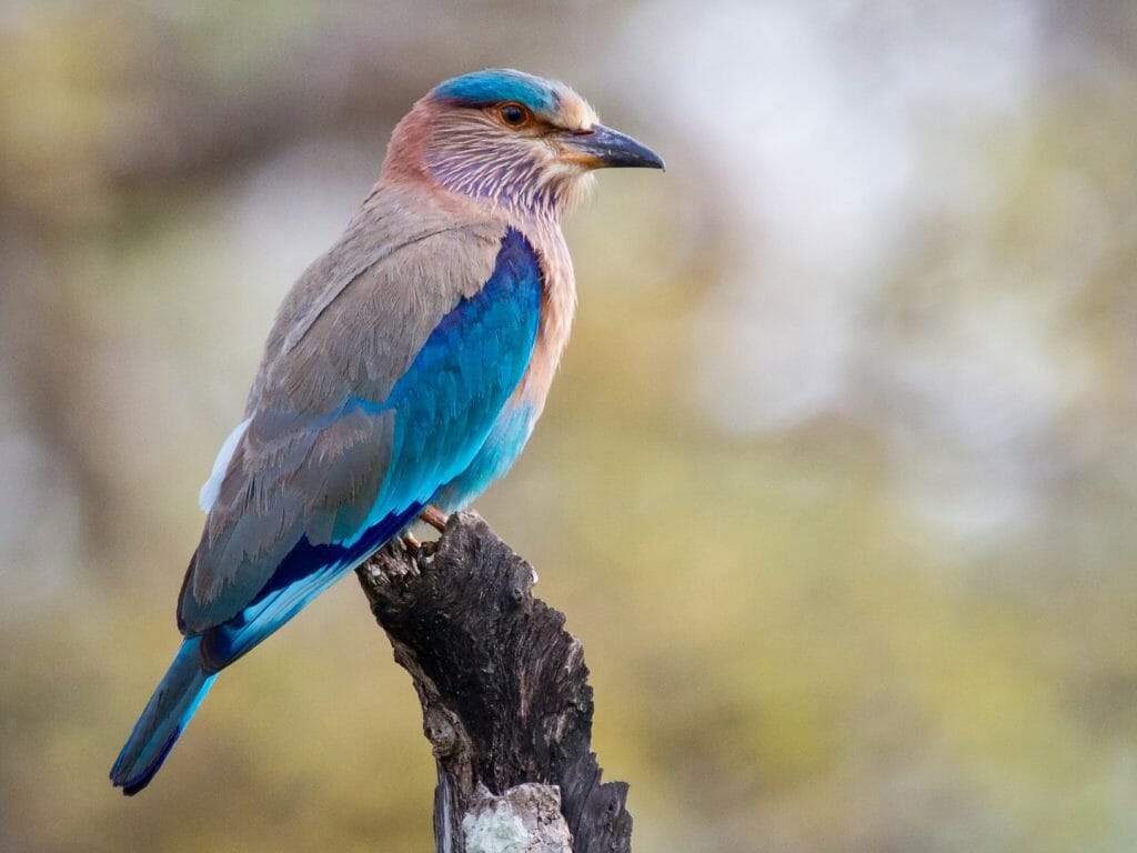 Blue Jay, India