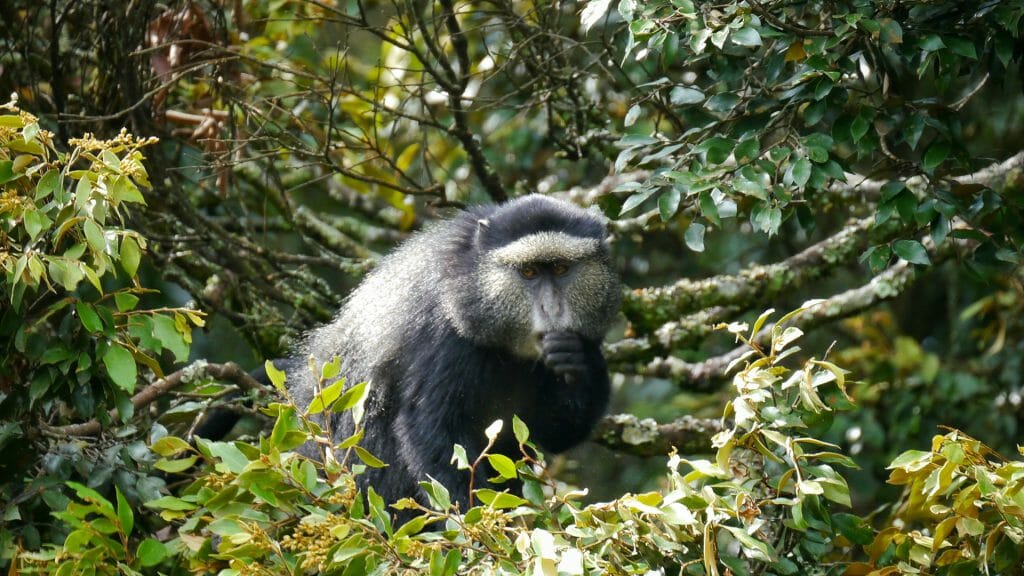 Blue monkey, Nyungwe Forest National Park, Rwanda