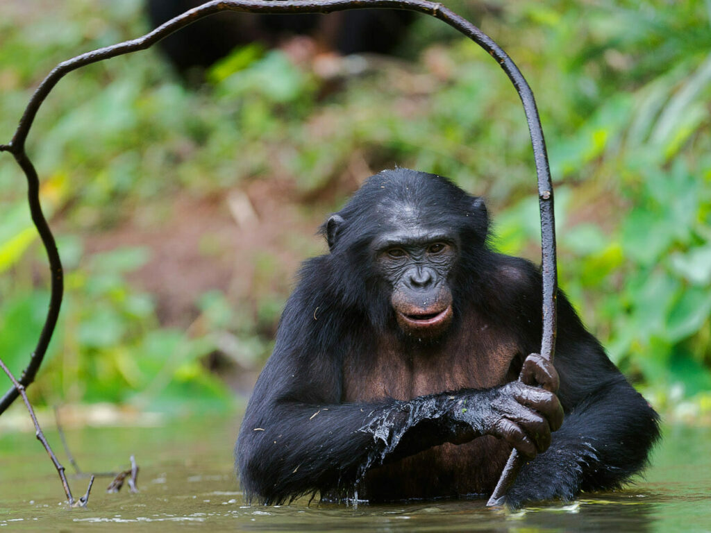 Bonobo with Stick, Democratic Republic of the Congo