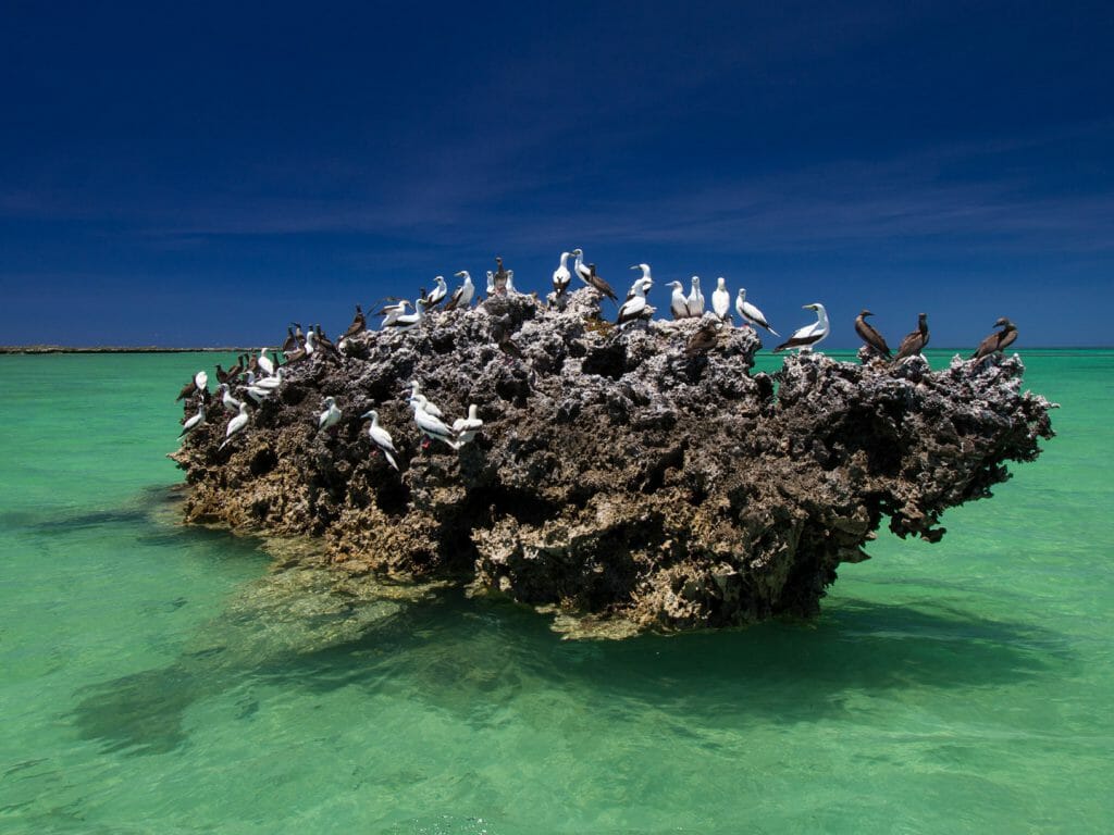 Boobies on coral rock, Seychelles, Aldabra Charter