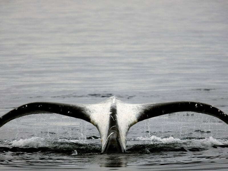 Bowhead Whale Tail, Aasiaat, Greenland