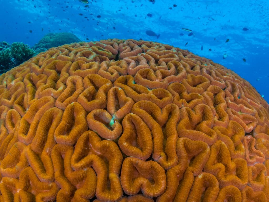 Underwater shot, bright blue water with large orange brain coral in foreground.