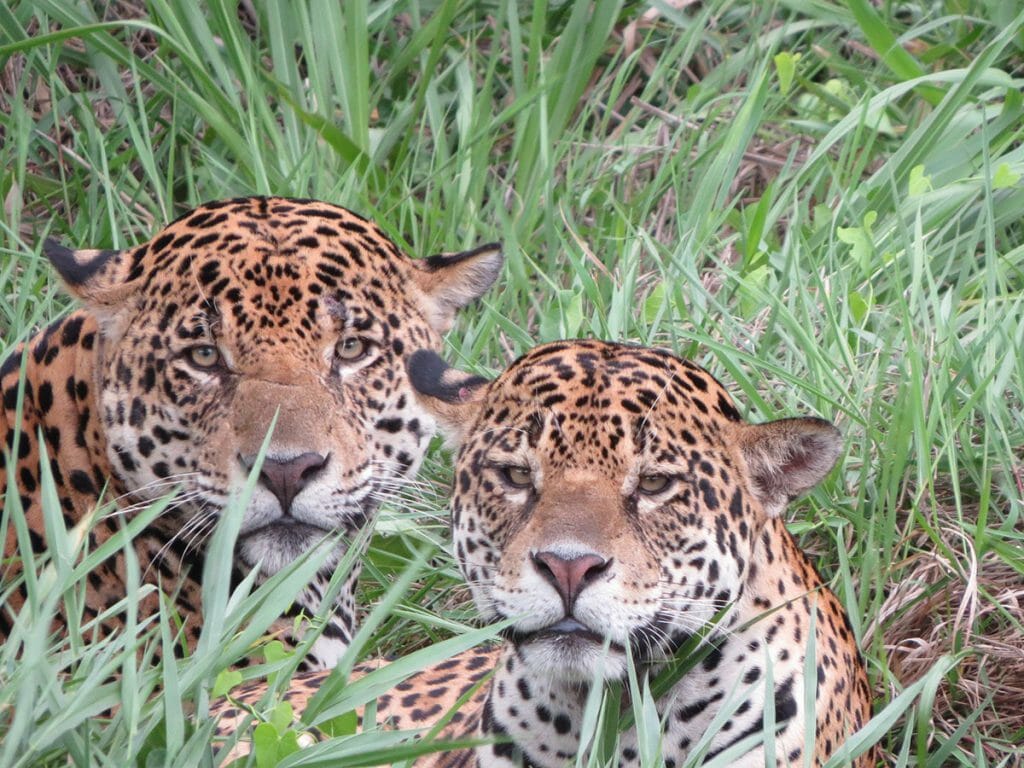 Jaguar Conservation Safari, Pantanal, Brazil