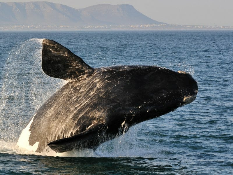 Cape Town, Whales and Winelands Self Drive - Steppes Travel