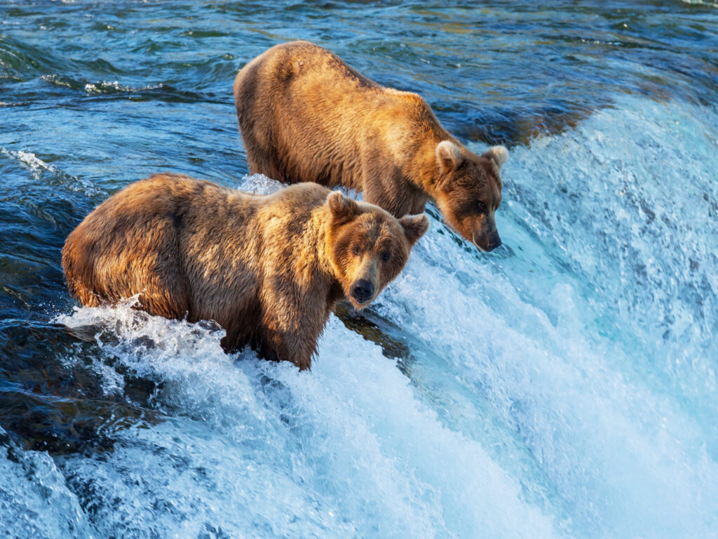 Brown Bear, Alaska, United States
