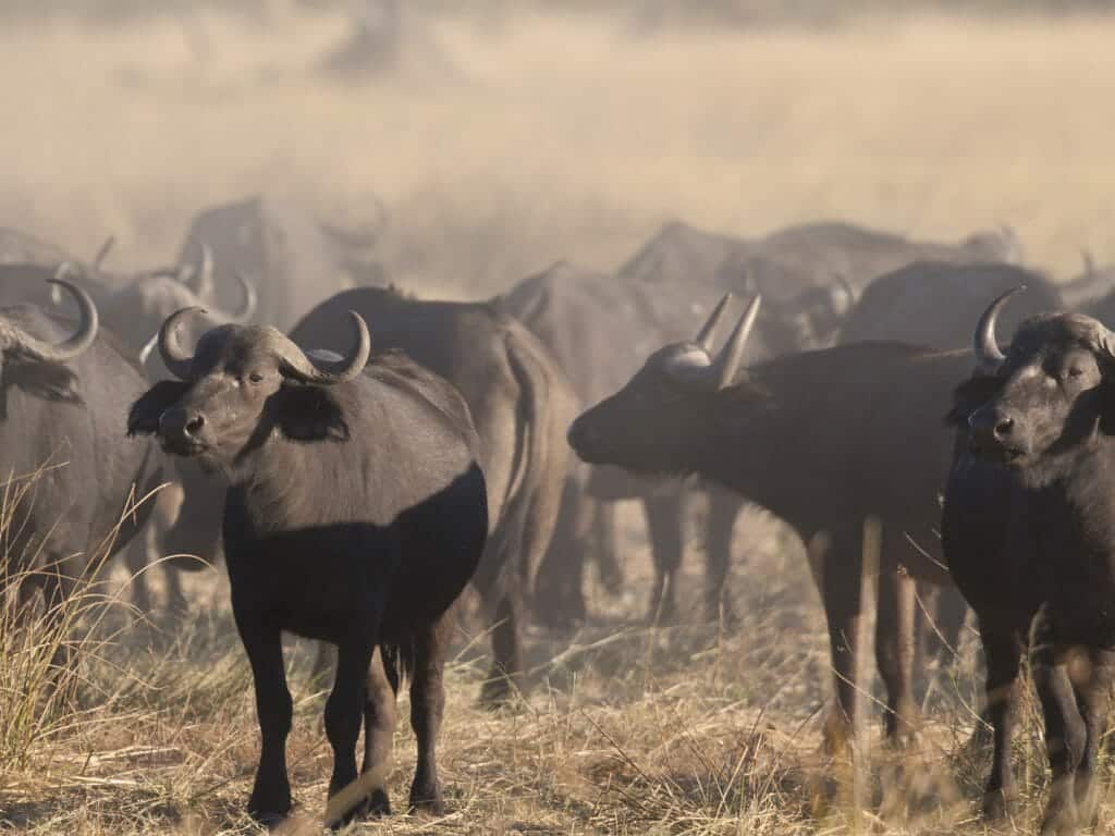 Buffalo herd, Okavango Delta, Botswana
