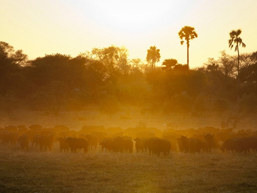 Buffalo sunset, Ruaha National Park, Tanzania