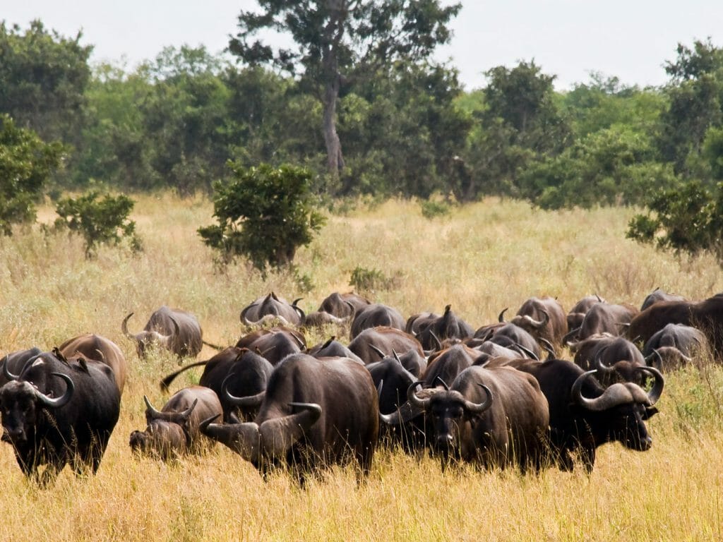 Buffaloes, Kruger National Park, South Africa