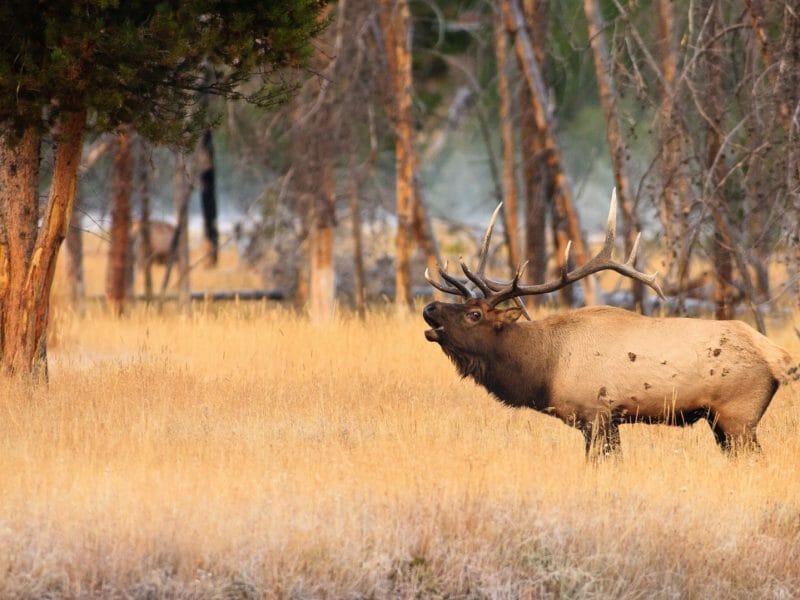 Bull Elk Bulging, Yellowstone Nationa Park, Wyoming, USA