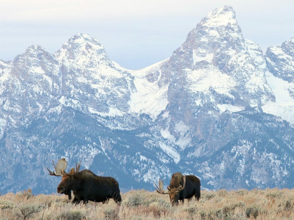 SelfDrive Grand Teton & Yellowstone 8day itinerary by Steppes Travel