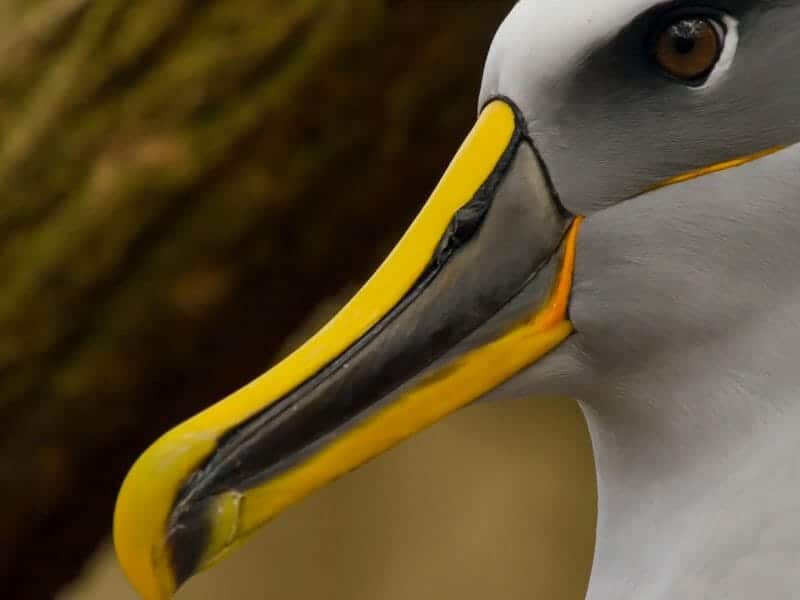 Bullers Albatross, New Zealand