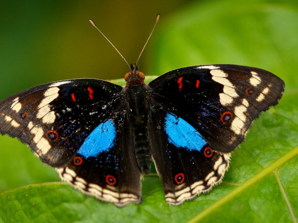 Beautiful butterfly Blue Pansy, Junonia oenone green leaf, Uganda, Africa
