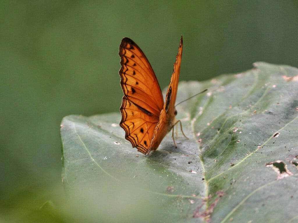 Butterfly, Langoue Bai, Ivindo National Park, Gabon