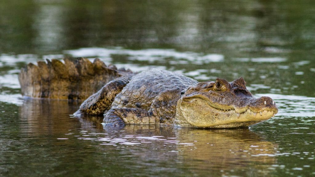 Caiman crocodile in Costa Rica