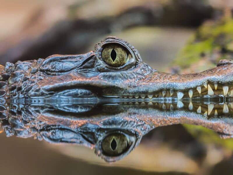 Caiman