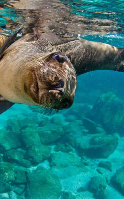 Snorkelling with sea lions