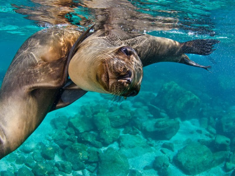 Snorkelling with sea lions