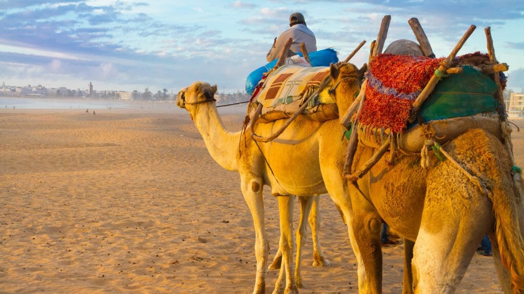 Camel Caravan, Essaouira, Morocco